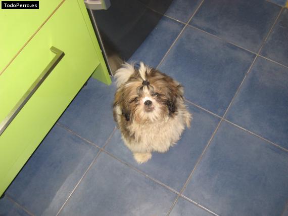 La foto del perro