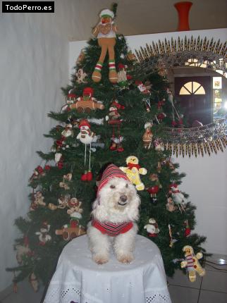La foto del perro