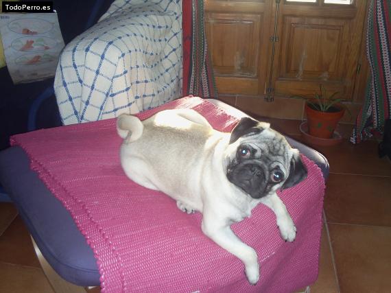 La foto del perro
