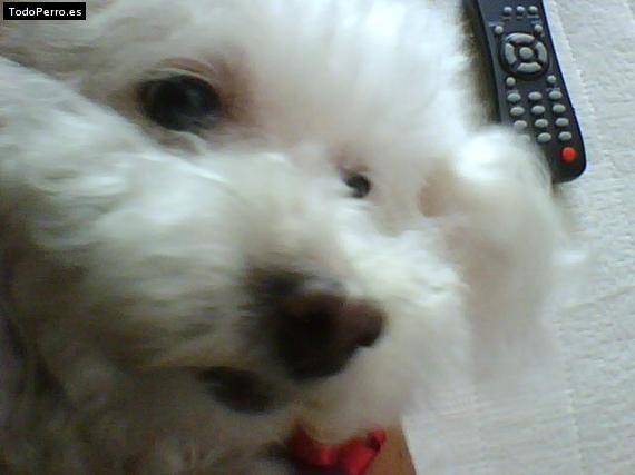 La foto del perro
