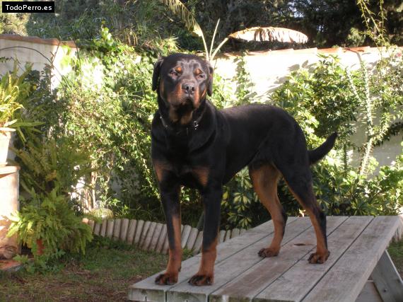 La foto del perro