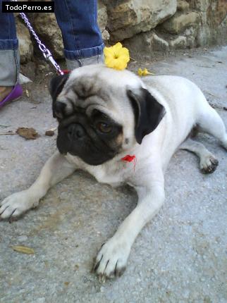 La foto del perro