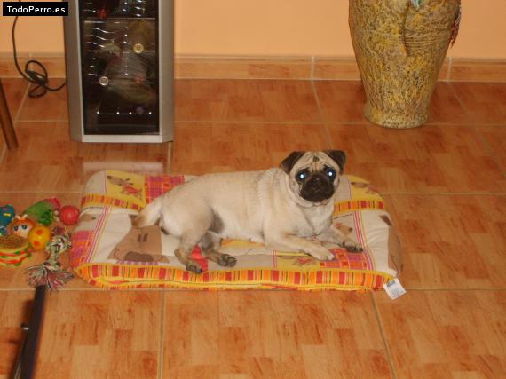 La foto del perro