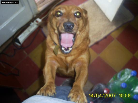 Foto del perro Ticky