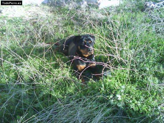La foto del perro