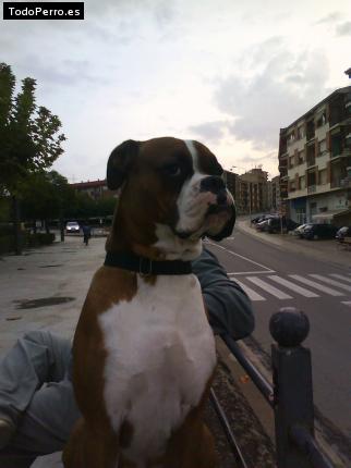 La foto del perro