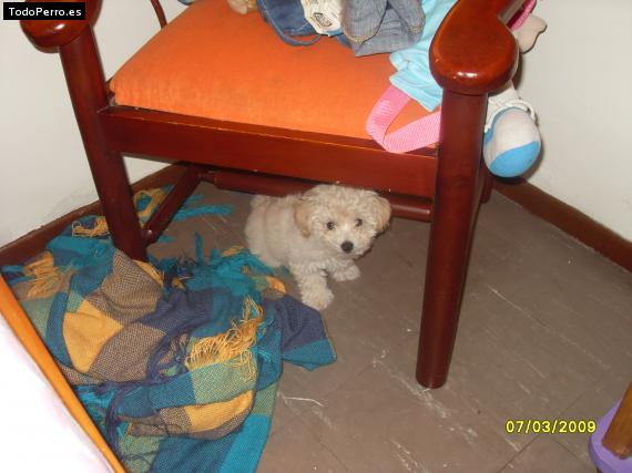 La foto del perro