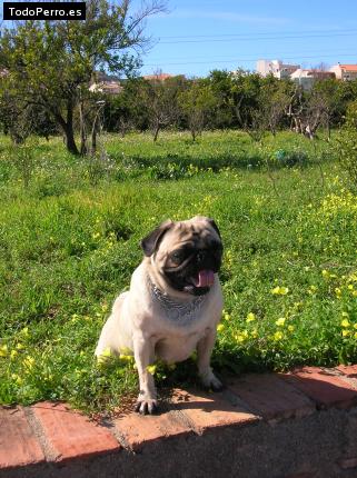 La foto del perro