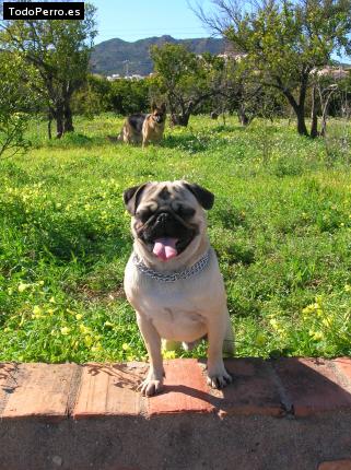 La foto del perro