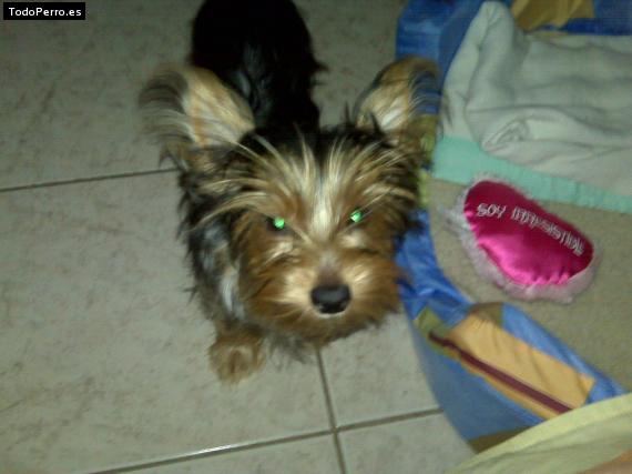 La foto del perro