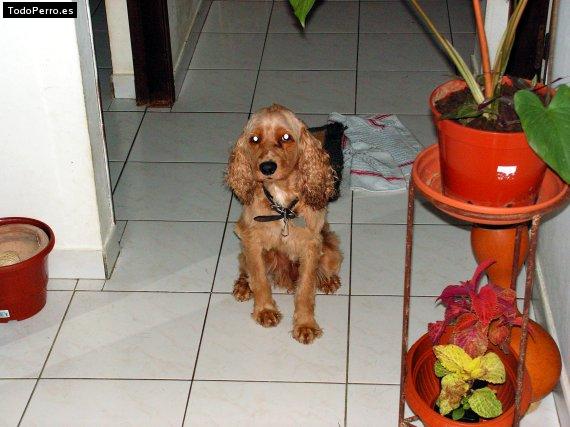 La foto del perro