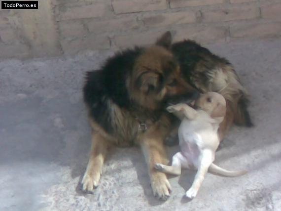 La foto del perro