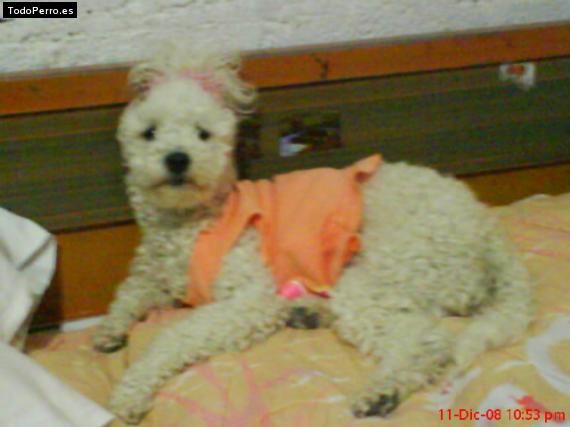 La foto del perro