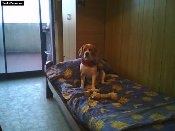 La foto del perro