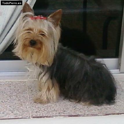 La foto del perro