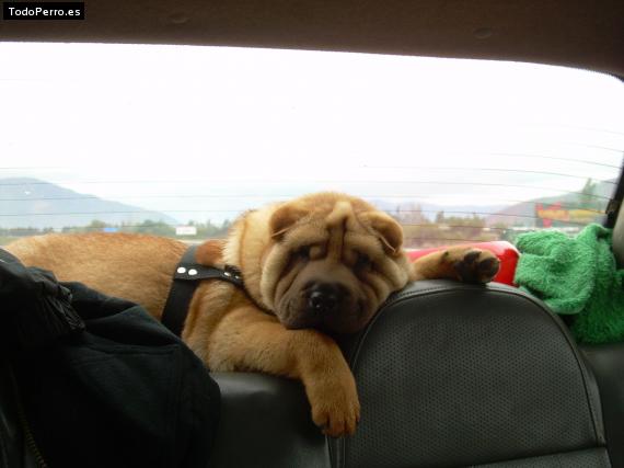 La foto del perro