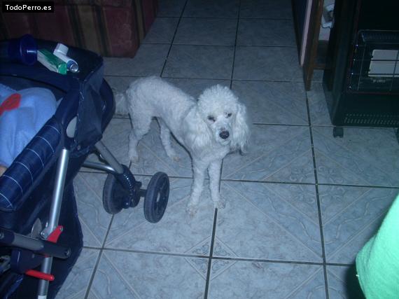 La foto del perro