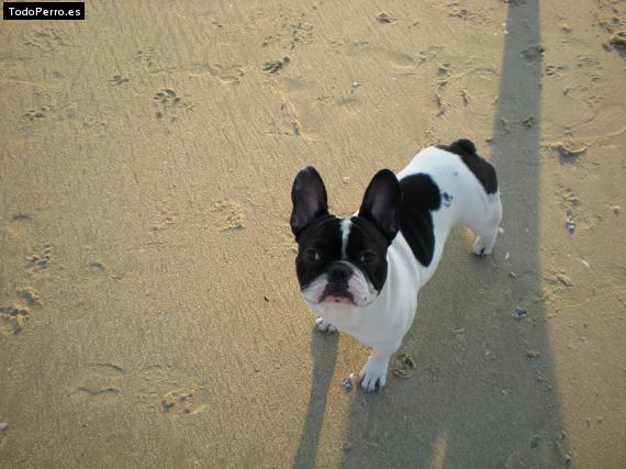La foto del perro