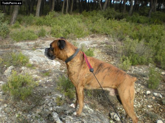 La foto del perro