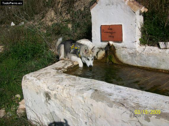 La foto del perro