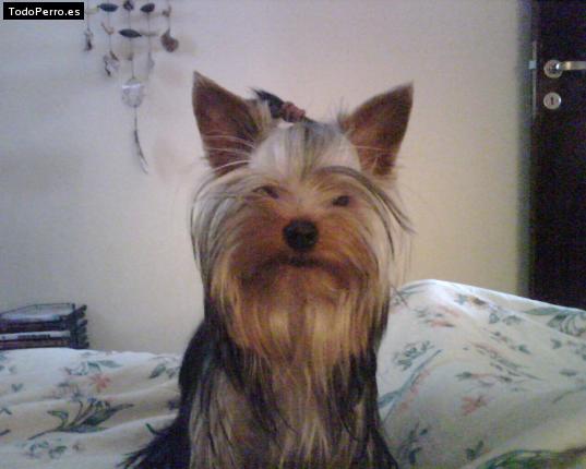 La foto del perro