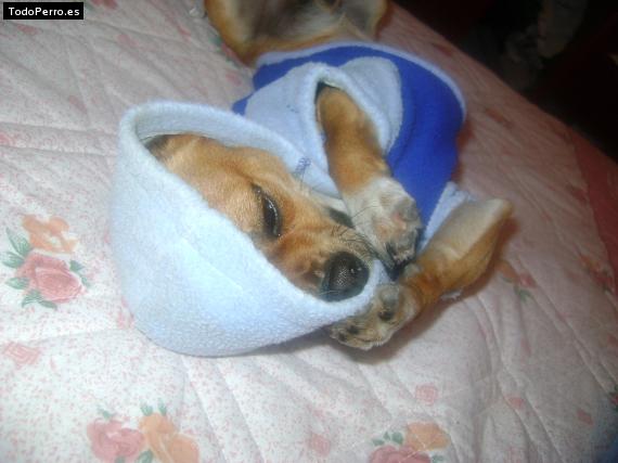 La foto del perro
