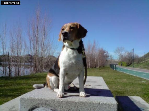 La foto del perro