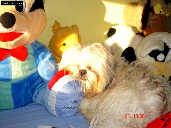 La foto del perro