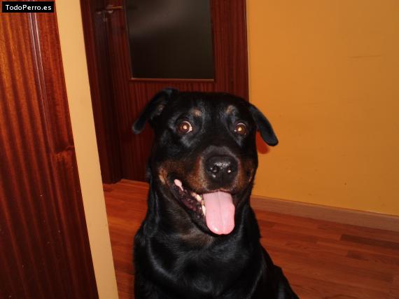 La foto del perro