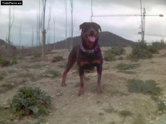 La foto del perro