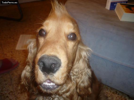 La foto del perro