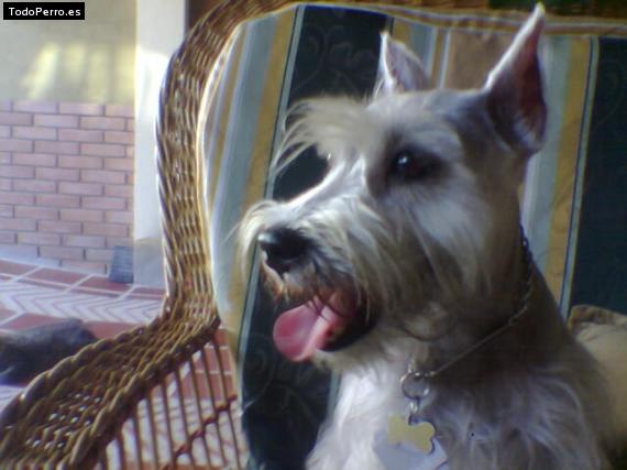 La foto del perro