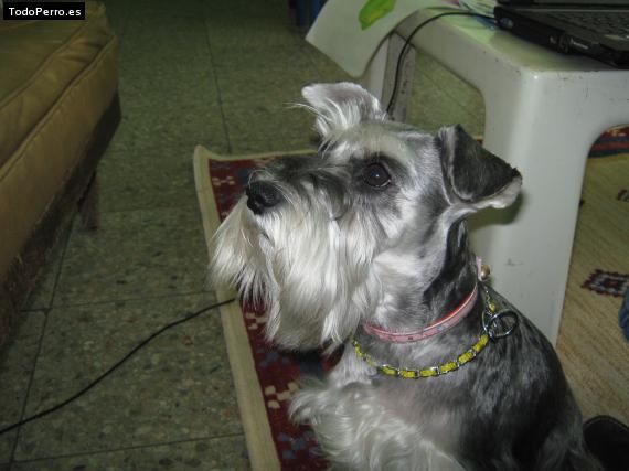 La foto del perro