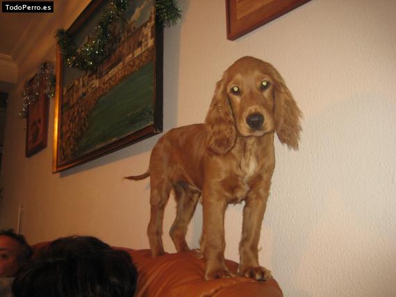 La foto del perro