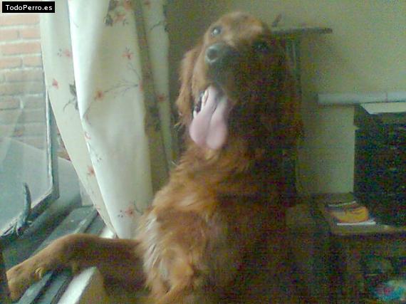 La foto del perro