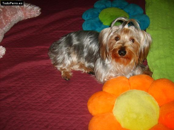 La foto del perro