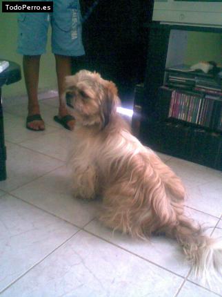Foto del perro Bruno