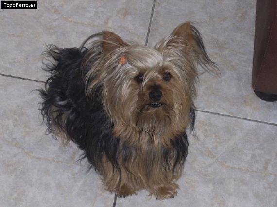 La foto del perro