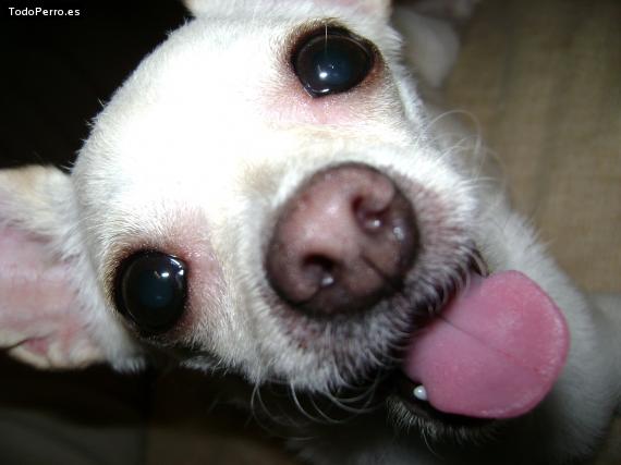 La foto del perro