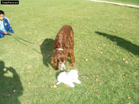 La foto del perro