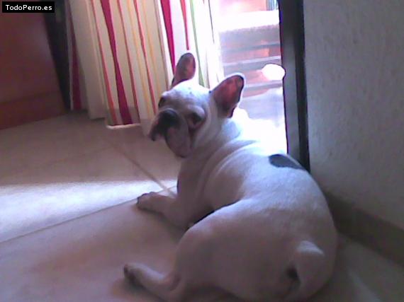 La foto del perro