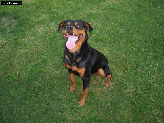 La foto del perro