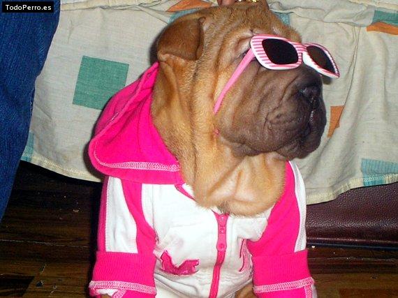 La foto del perro