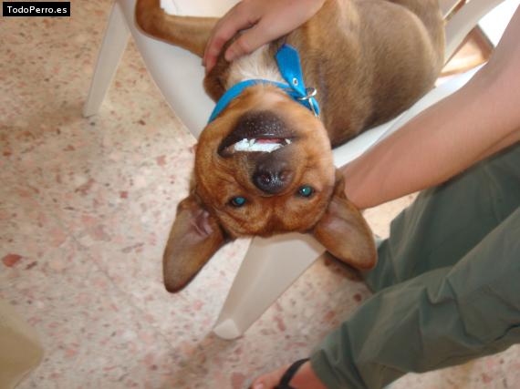 La foto del perro