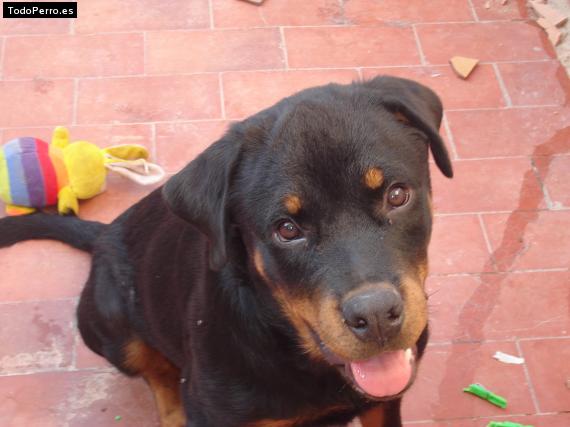 La foto del perro