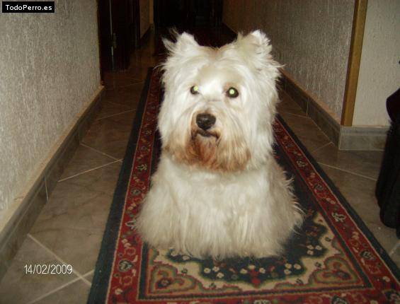 La foto del perro