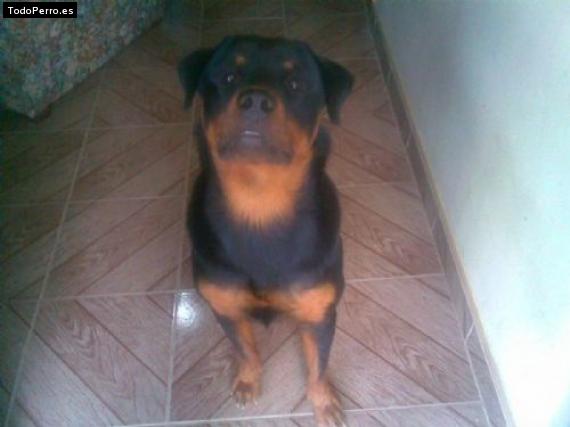 La foto del perro