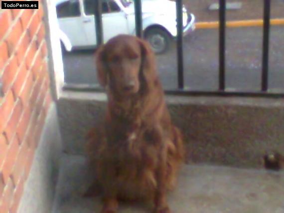 La foto del perro