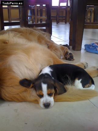 La foto del perro