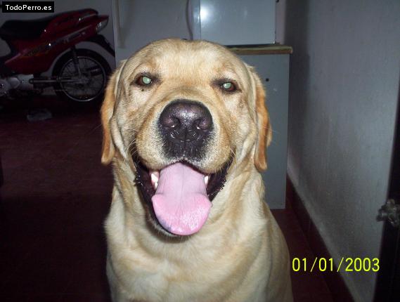 La foto del perro